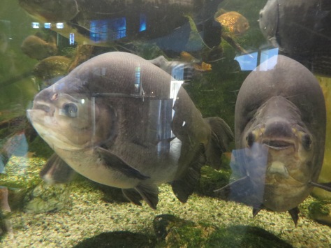 The expression these fishes had were also hilarious--especially the one on the right--he looks like he is grinning happily